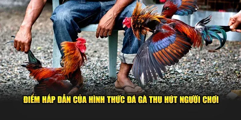 Đá gà cựa sắt là gì trong sới gà?