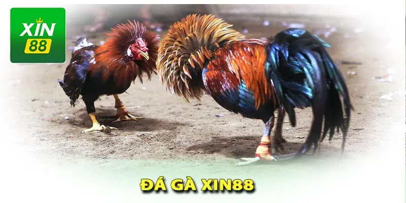 Đá gà tái hiện những trận đấu gay cấn từ các trường gà