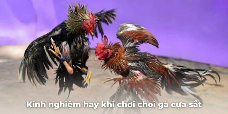 Mẹo giúp sư kê mau giàu