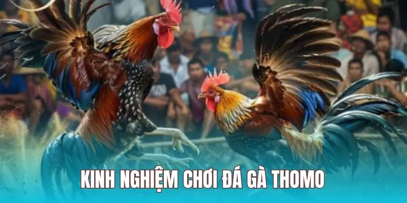 Mẹo toàn thắng với đá gà thomo