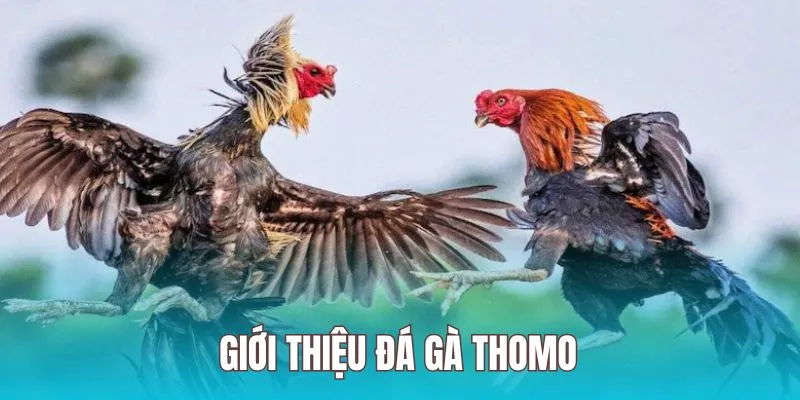 Sư kê nên nắm vững các quy luật