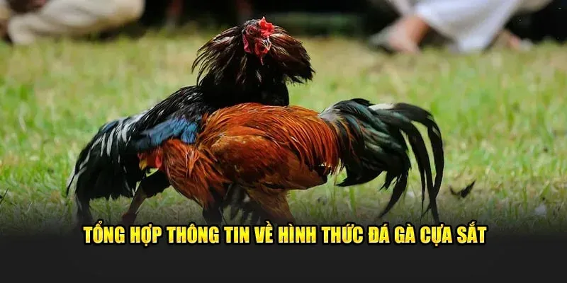 Thông tin cần nắm rõ khi tham gia đá gà